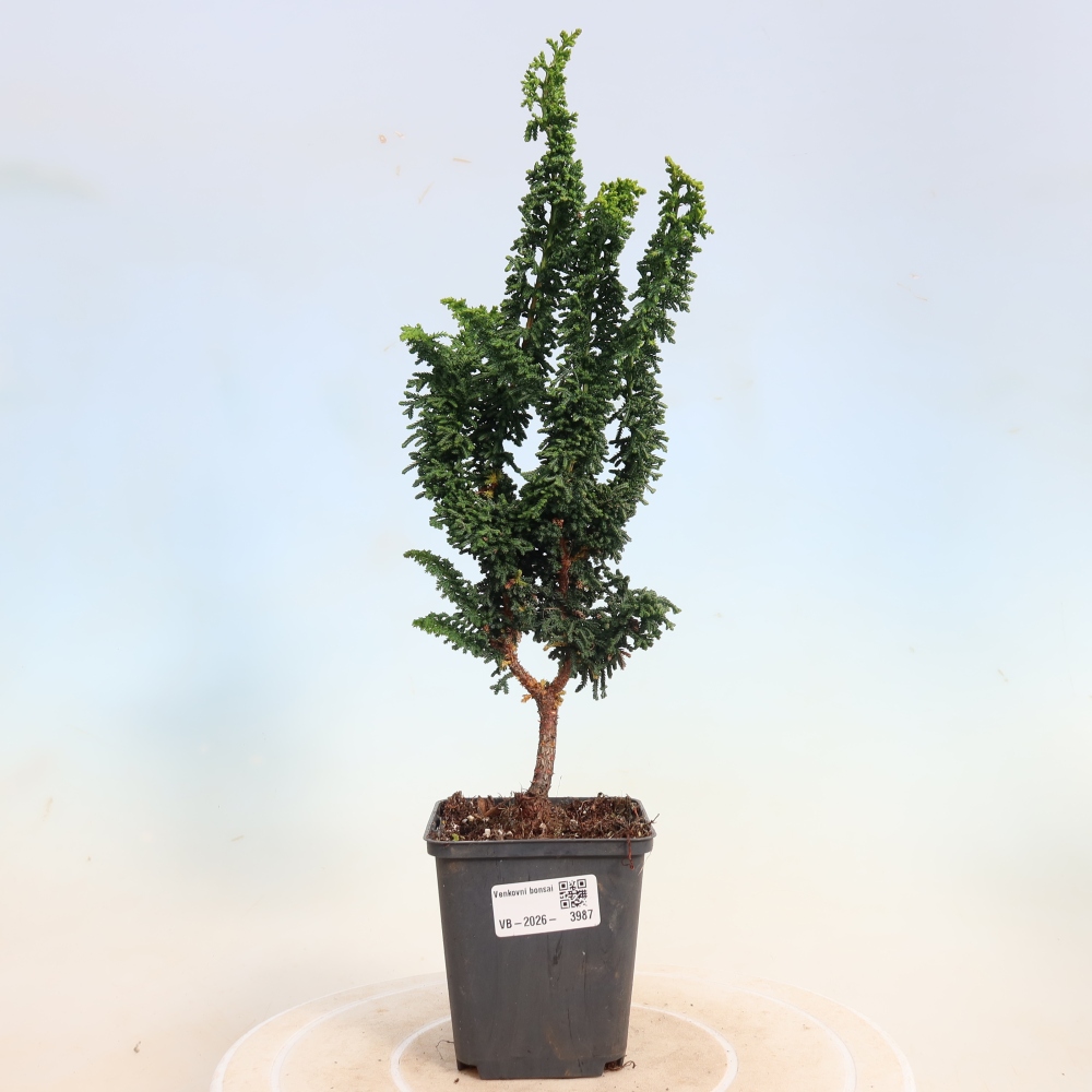 Bonsaï d'extérieur - Cham. obtusa SEKKA HINOKI - Cyprès