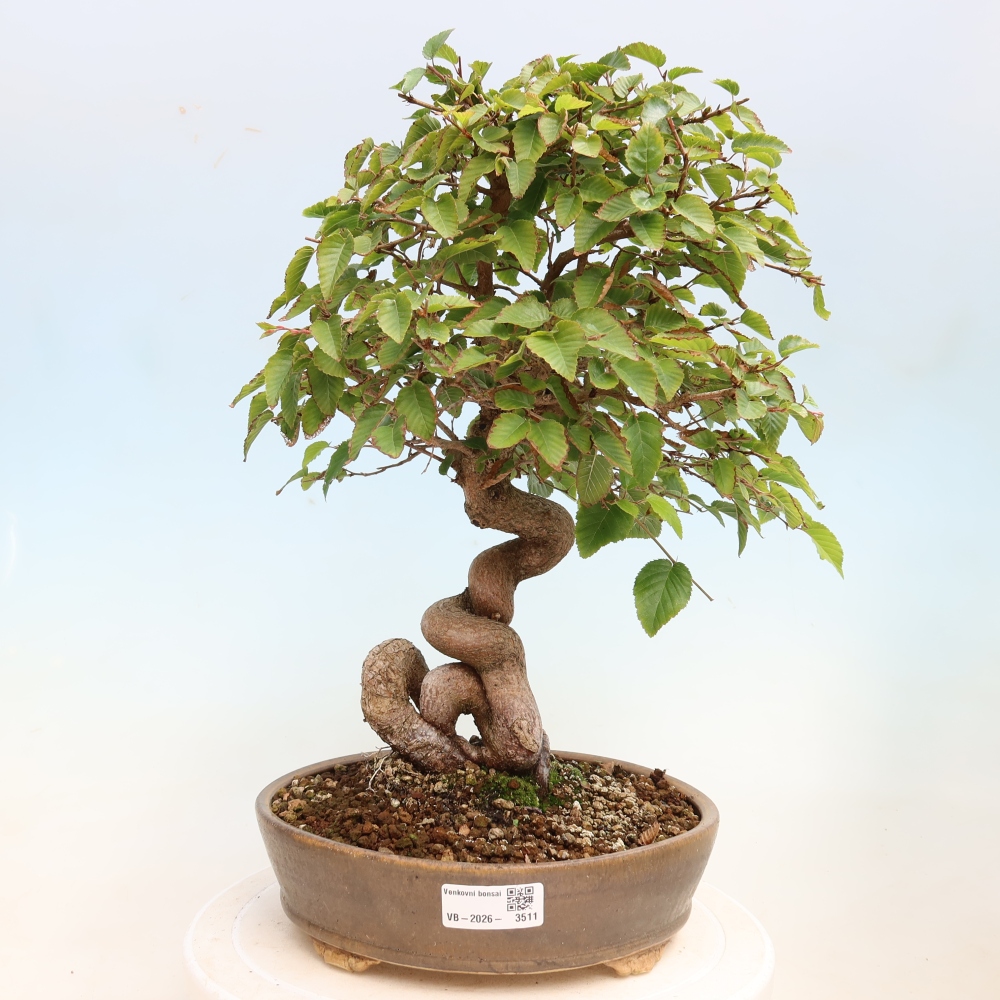 Bonsaï d'extérieur -Carpinus CARPINOIDES - Charme de Corée