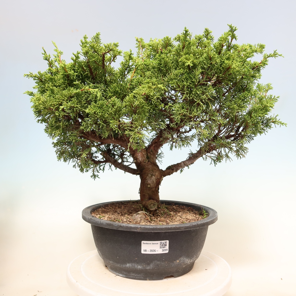 Bonsaï d'extérieur - Juniperus chinensis Itoigawa-Juniperus chinensis