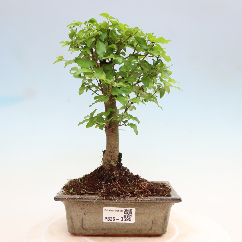 Bonsaï de chambre -Ligustrum chinensis - Bec d'oiseau