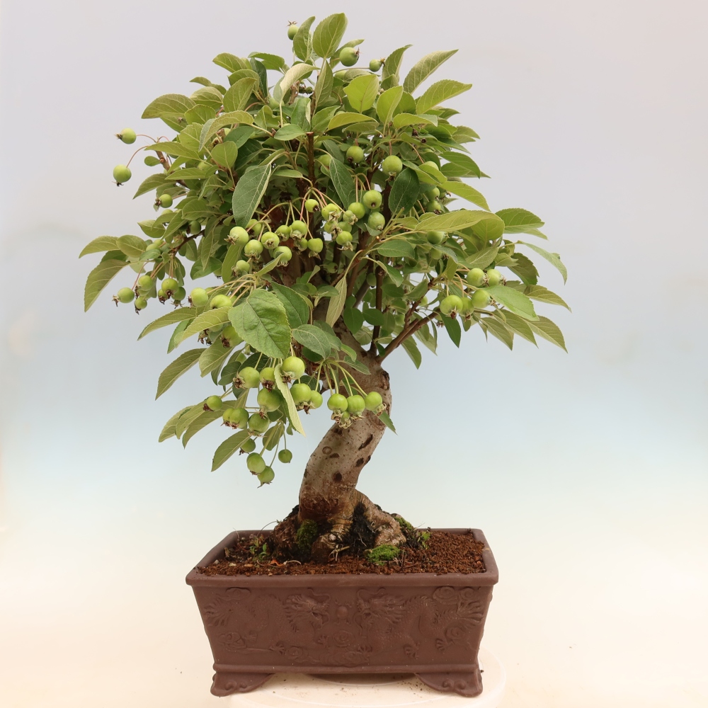 Bonsaï d'extérieur -Malus halliana - Pommier à petits fruits