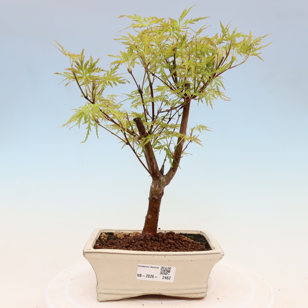 Bonsaï d'extérieur - Acer palmatum Dissectum