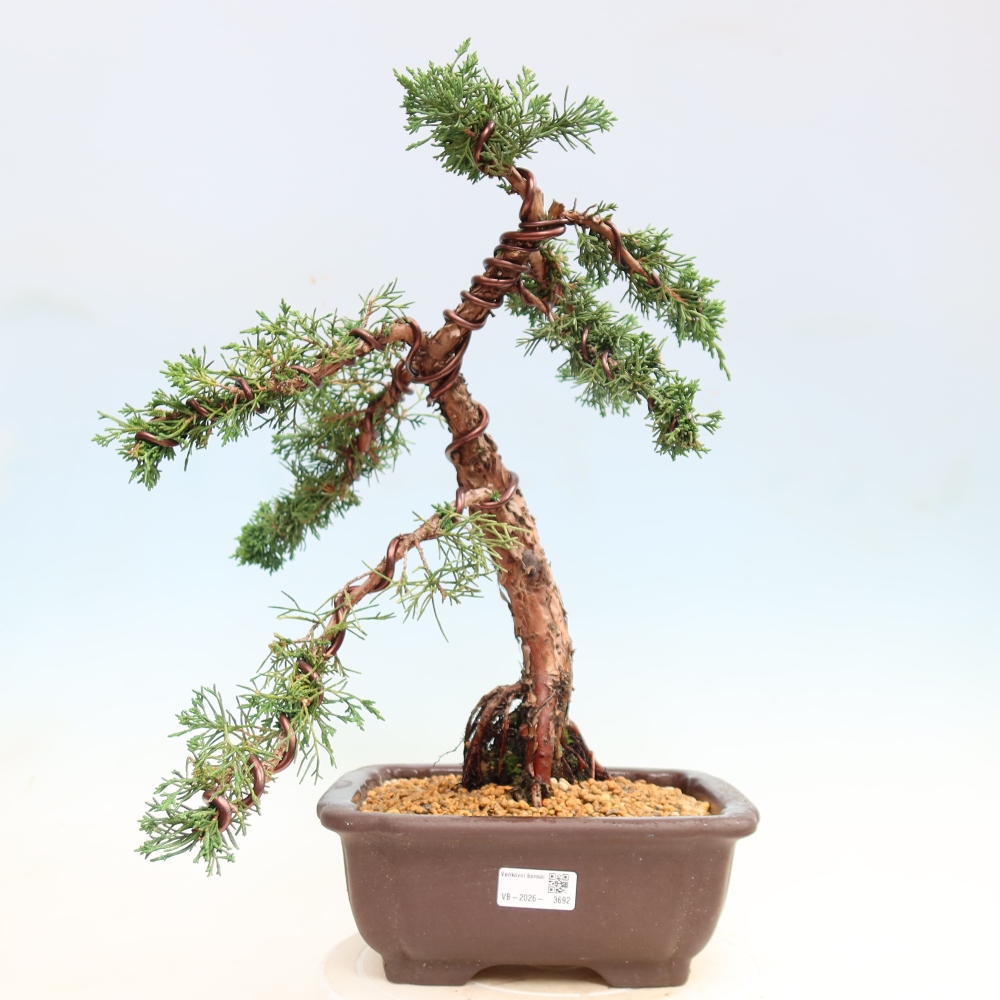 Bonsaï d'extérieur - Juniperus chinensis Kishu