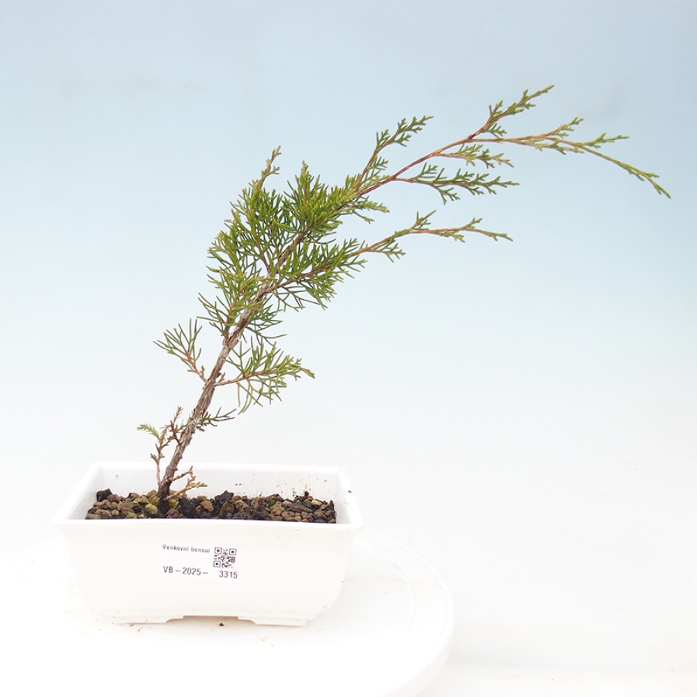 Bonsaï d'extérieur - Juniperus chinensis Itoigawa