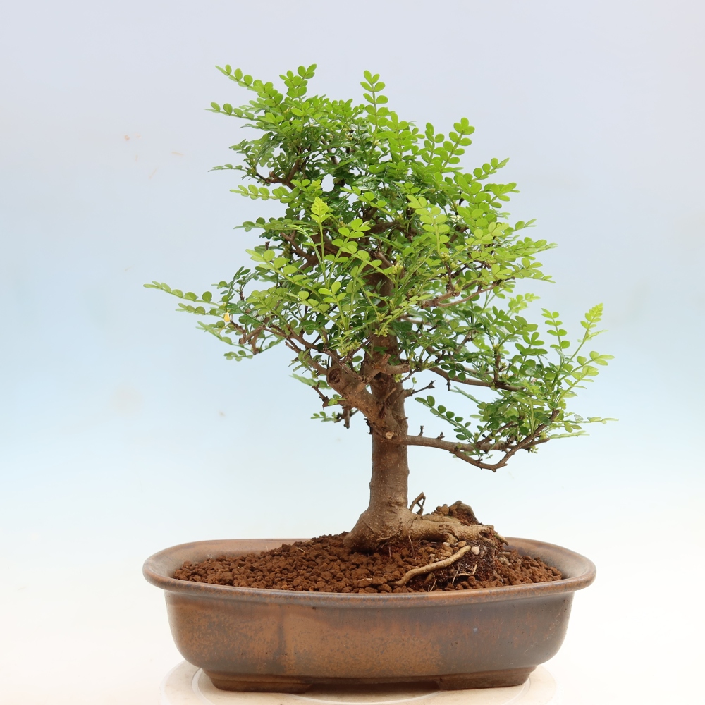 Salle bonsaï - Zantoxylum piperitum - arbre à poivre