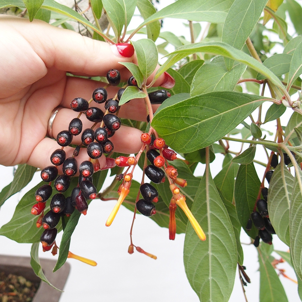 Bonsaï de chambre - Hamelia patent