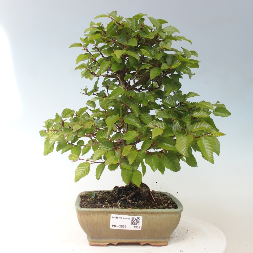 Bonsaï d'extérieur -Carpinus CARPINOIDES - Charme de Corée