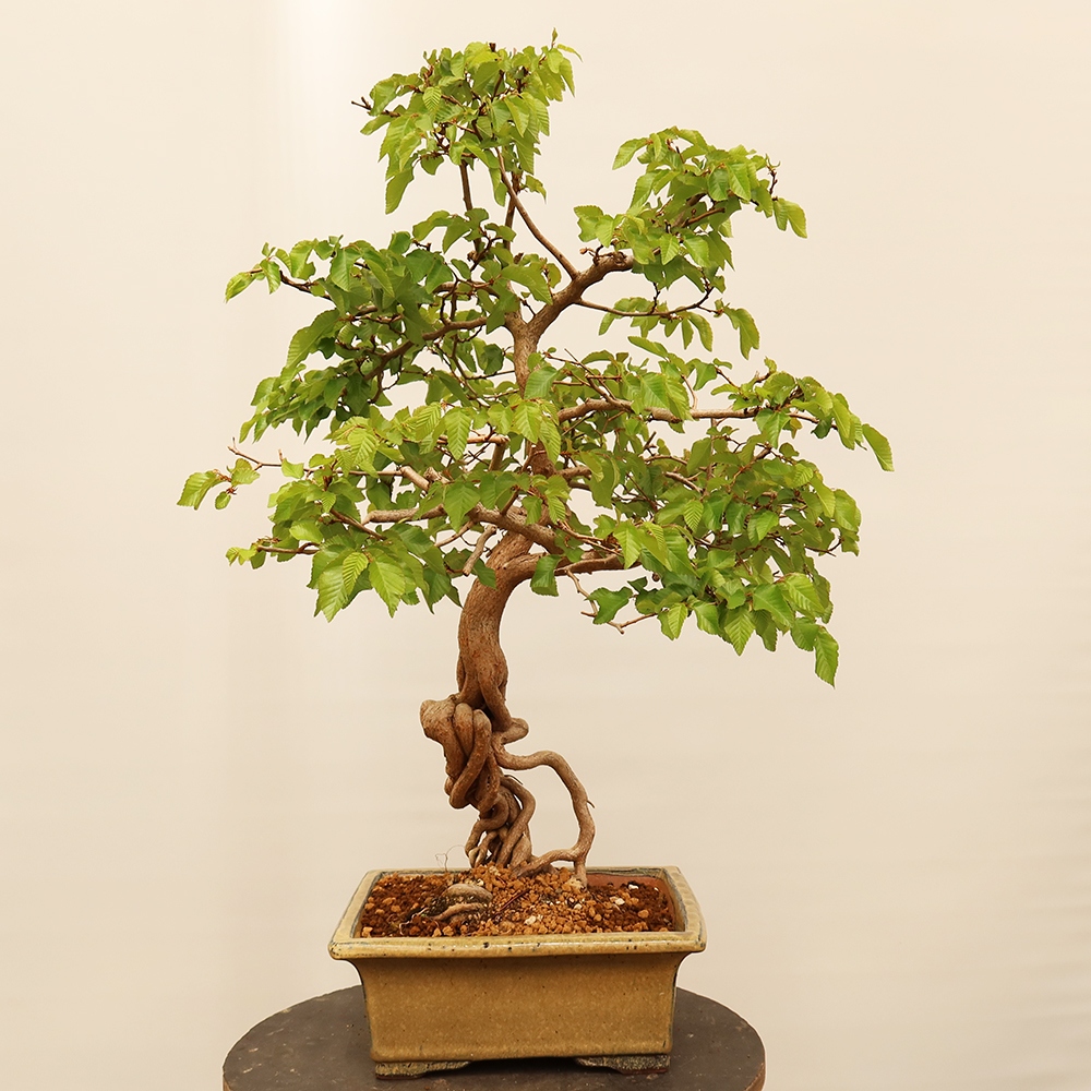 Bonsaï d'extérieur -Carpinus Coreana - Charme de Corée