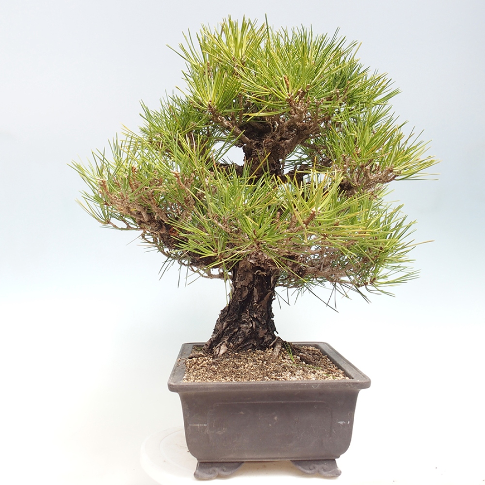 Bonsaï d'extérieur - Pinus thunbergii - Pin de Thunberg