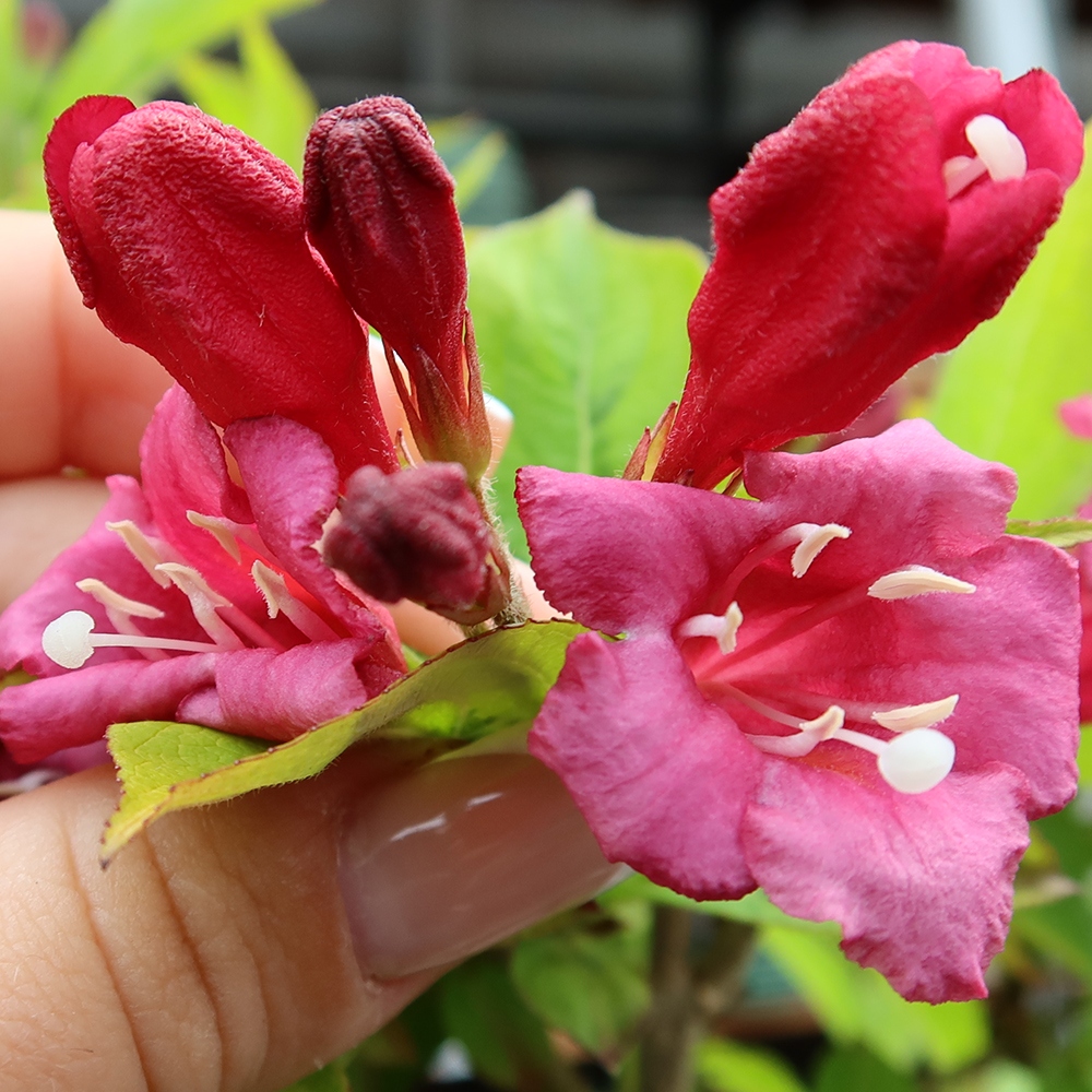 Bonsaï d'extérieur - Weigela subsessilis - Weigela de Corée