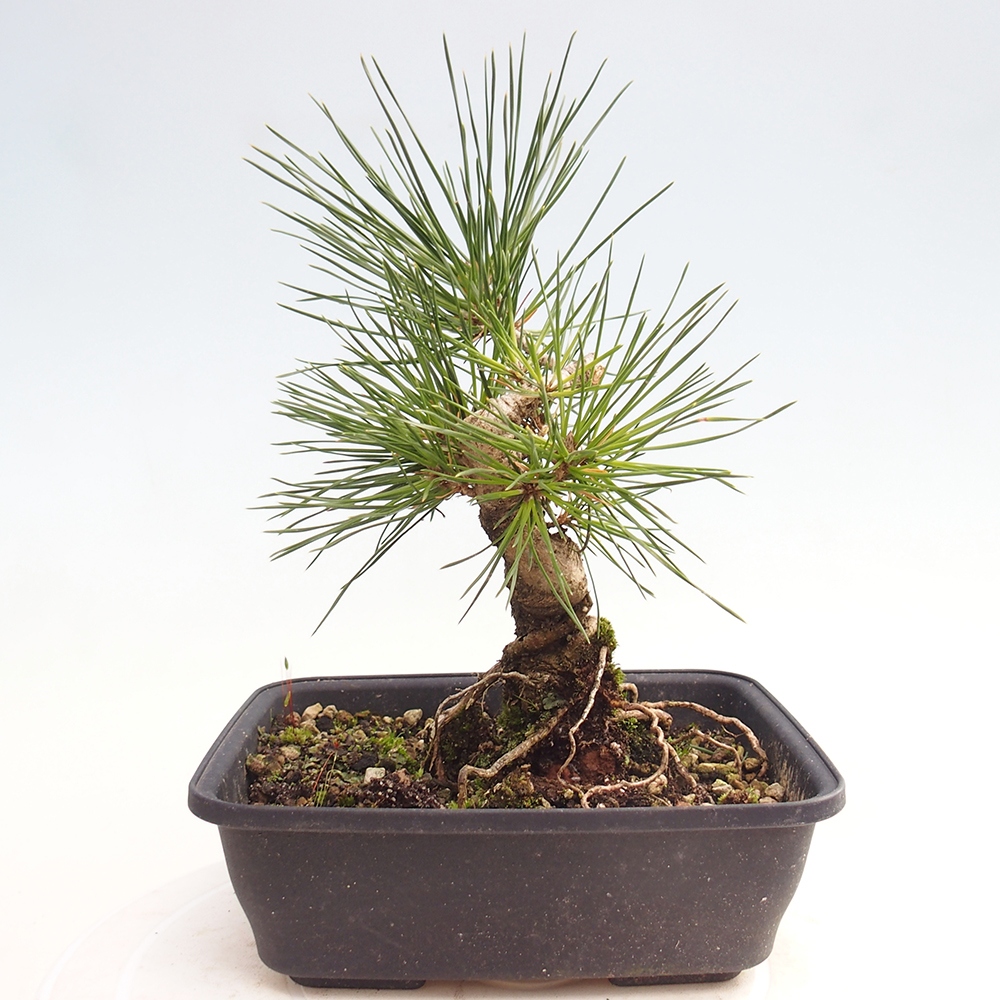 Bonsaï d'extérieur - Pinus thunbergii - Pin de Thunberg