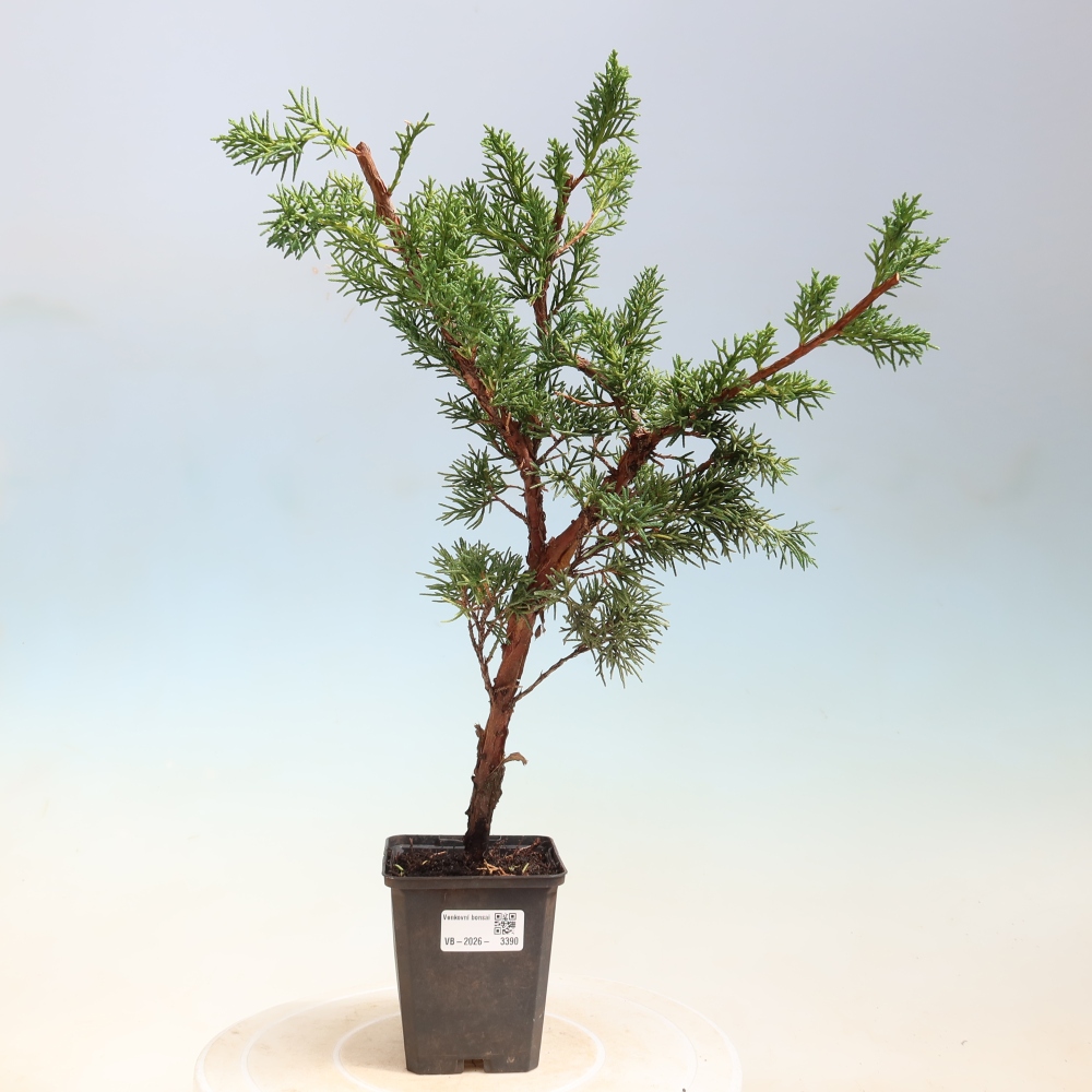 Bonsaï d'extérieur - Juniperus chinensis Kishu