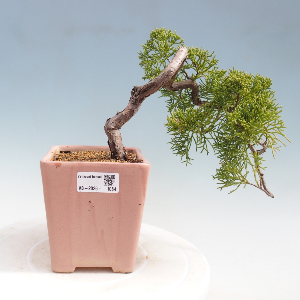 Bonsaï d'extérieur - Juniperus chinensis Kishu