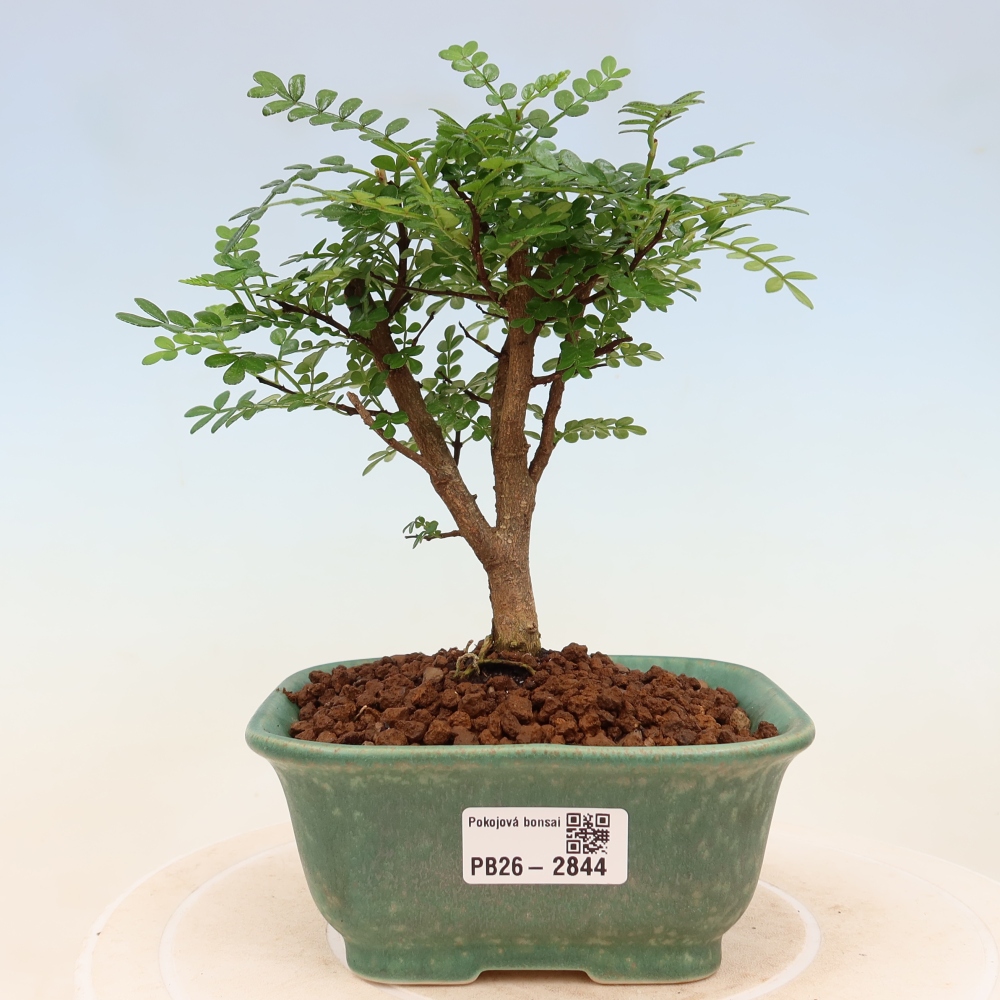 Salle bonsaï - Zantoxylum piperitum - arbre à poivre