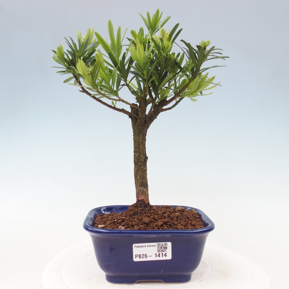 Salle bonsaï - Podocarpus - If en pierre
