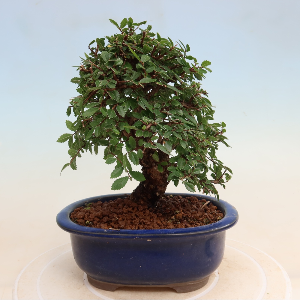 Bonsaï d'extérieur - Zelkova - Zelkova NIRE