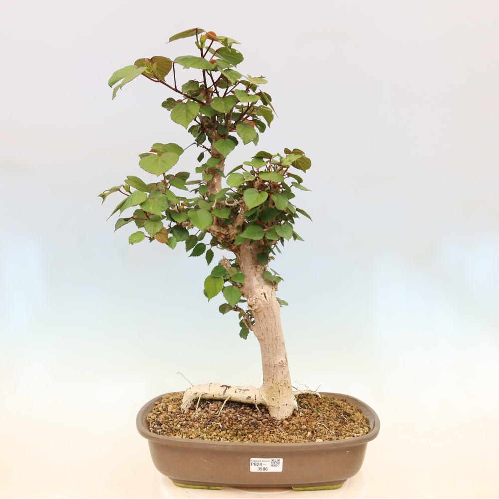 Bonsaï d'intérieur - Hibiscus tiliaceus - Hibiscus de mer