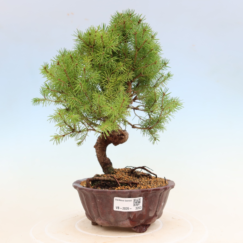 Bonsaï d'extérieur - Épicéa - Picea glauca globe
