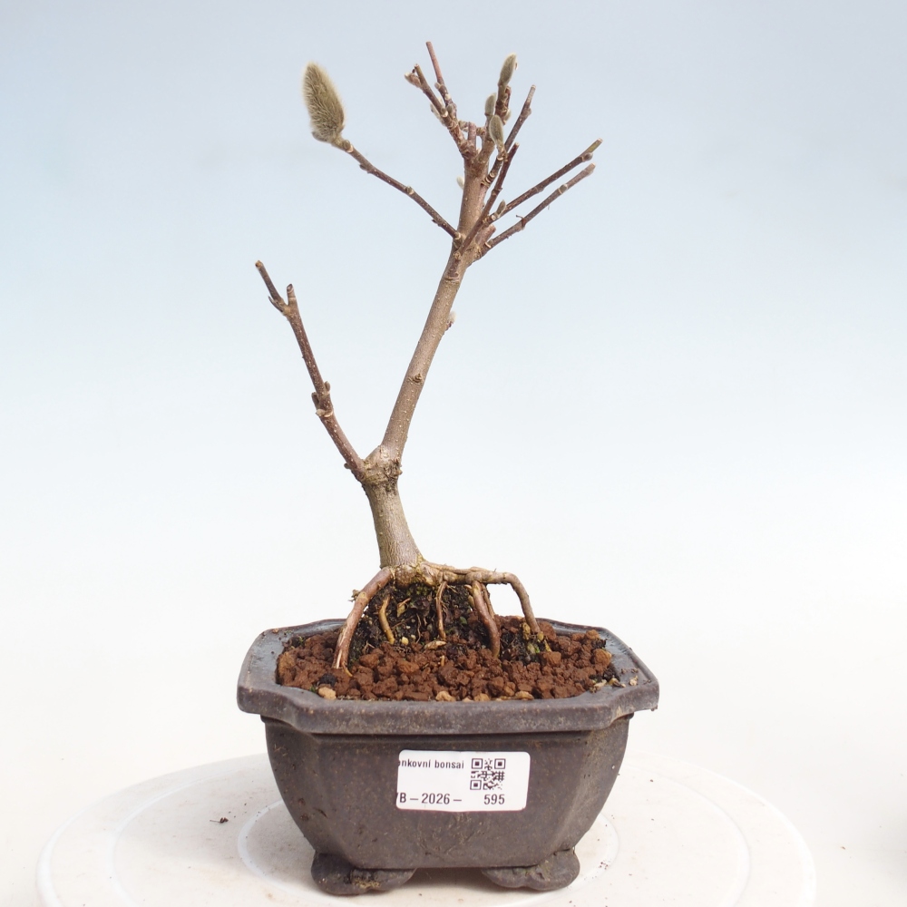 Bonsaï d'extérieur - Magnolia stellata
