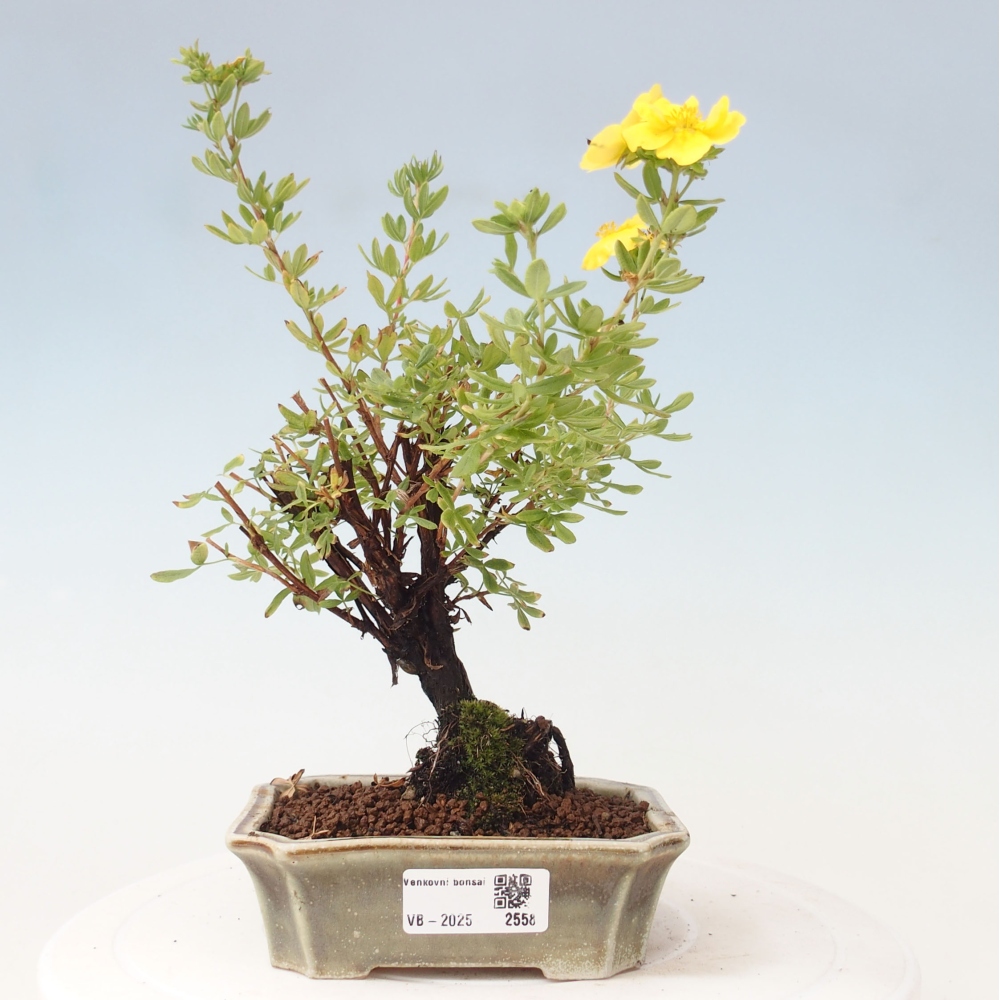 Bonsaï d'extérieur - Potentila fruticosa yellow Bird