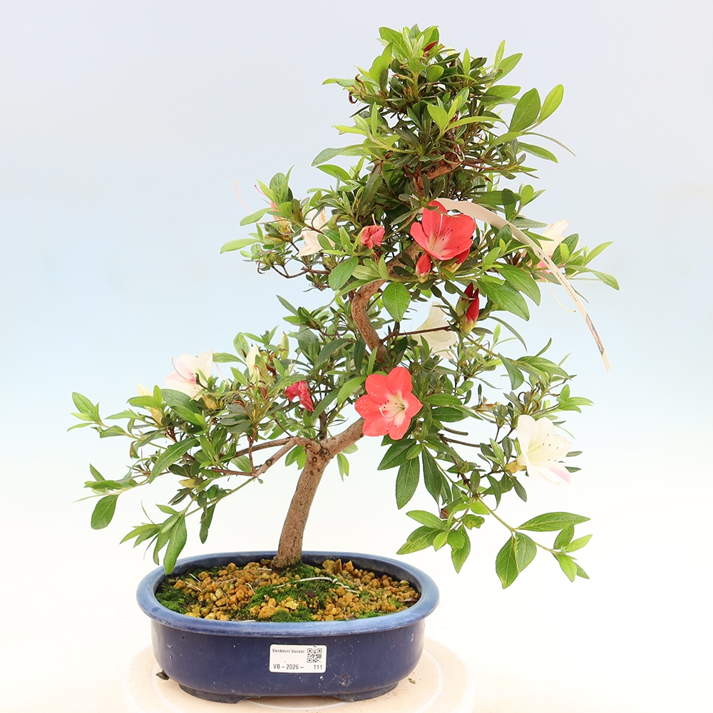 Bonsaï d'extérieur - Azalée japonaise - Azalea Senhime