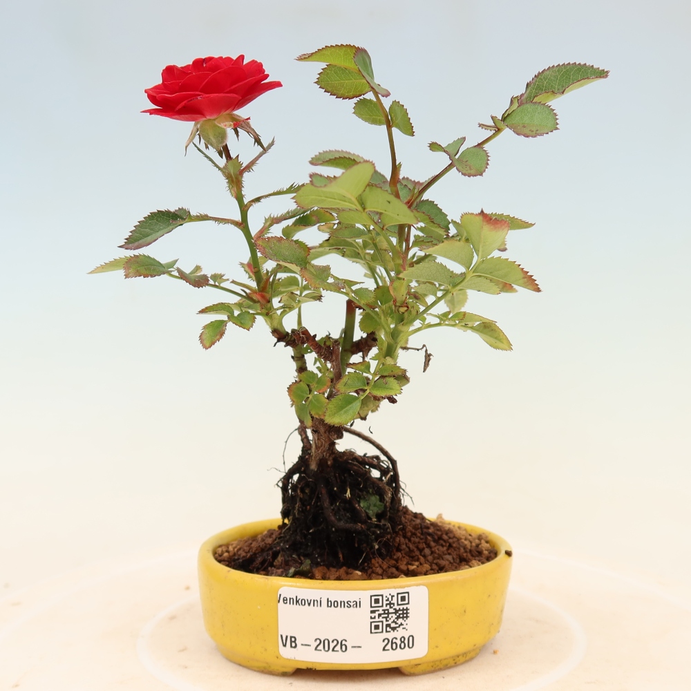 Bonsaï d'extérieur - Rosa Kordes - rose