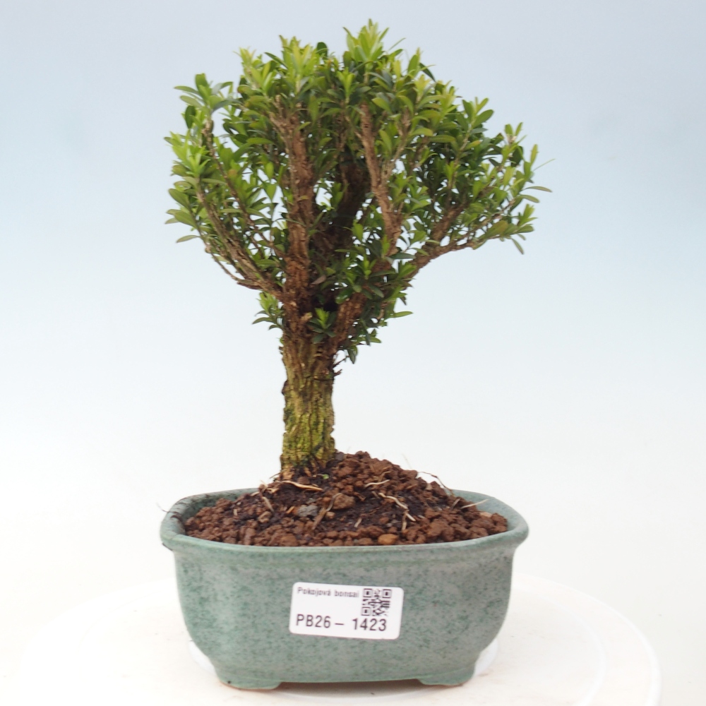 Bonsaï de chambre - Buxus harlandii - buxus liège