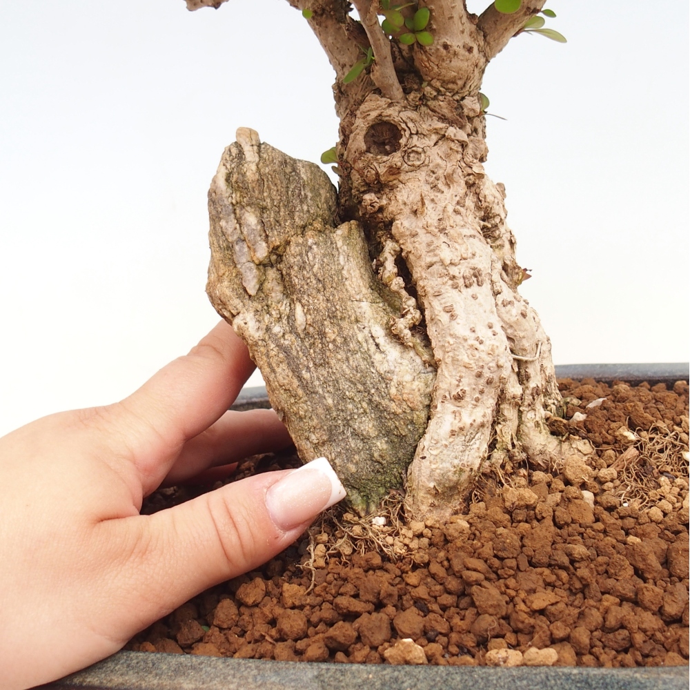 Bonsaï d'extérieur - Berberis coreana