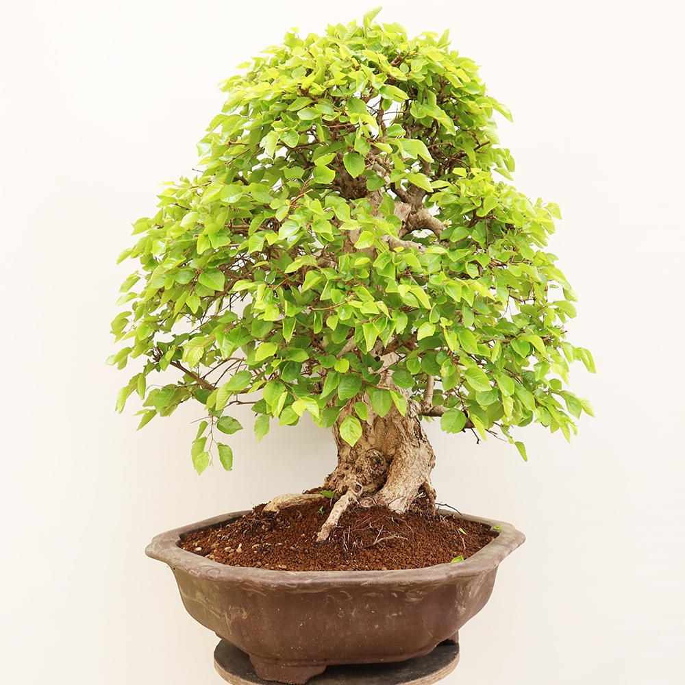 Bonsaï d'extérieur -Carpinus Coreana - Charme de Corée