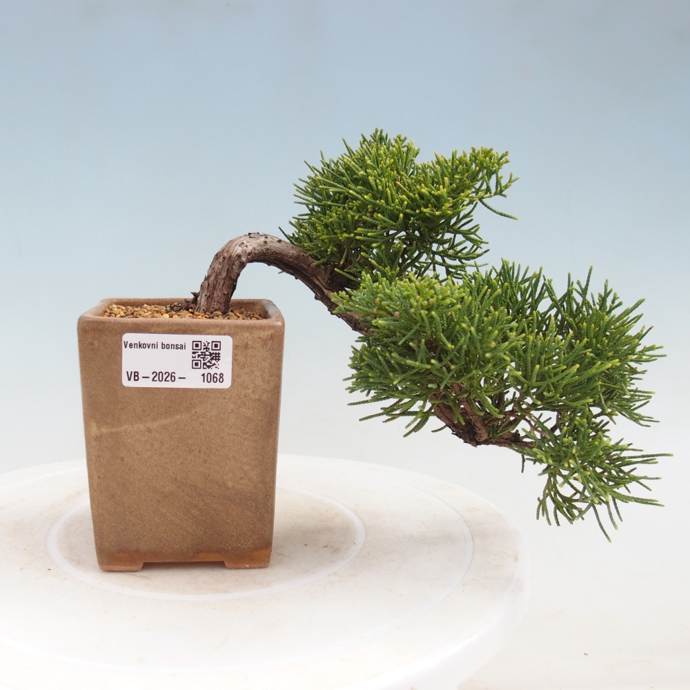 Bonsaï d'extérieur - Juniperus chinensis Kishu
