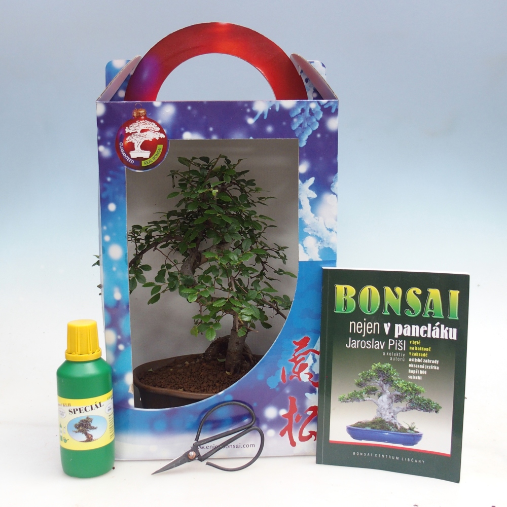 Bonsaï de chambre en boîte cadeau Carmona microphylla - Tea fuki