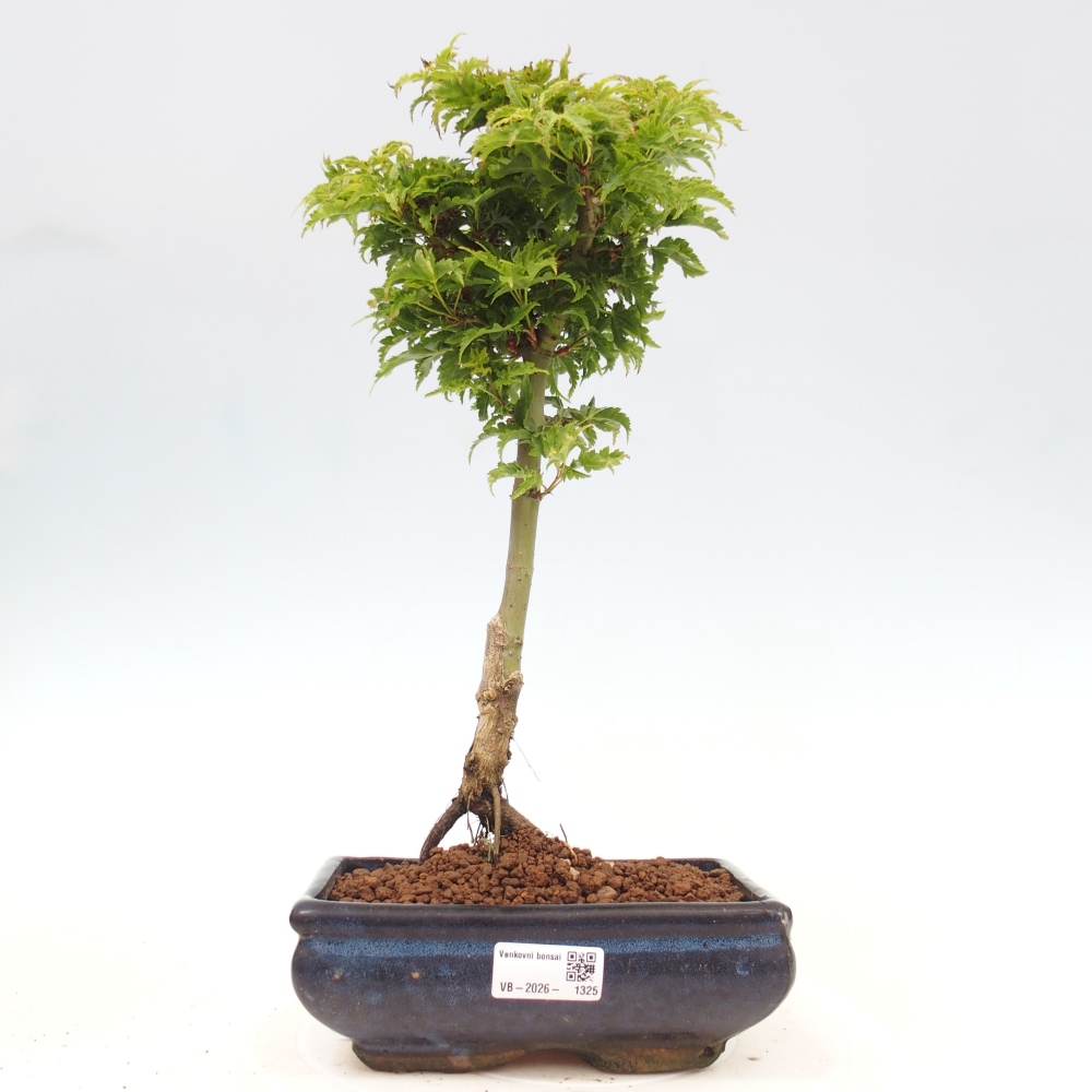 Bonsaï d'extérieur -Javor palm Acer palmatum Shishigashira