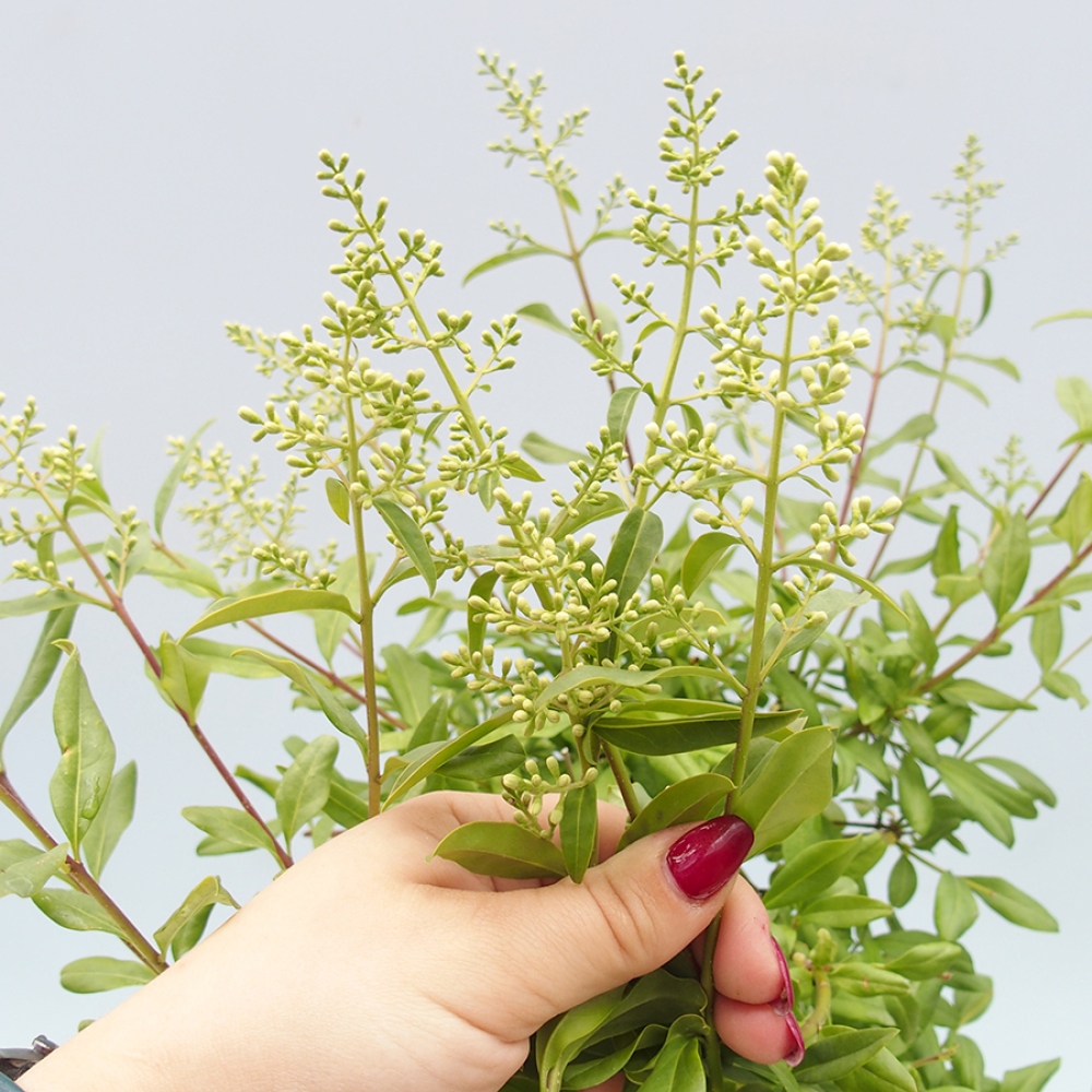 Bonsaï d'extérieur - Ligustrum vulgare - Bec d'oiseau
