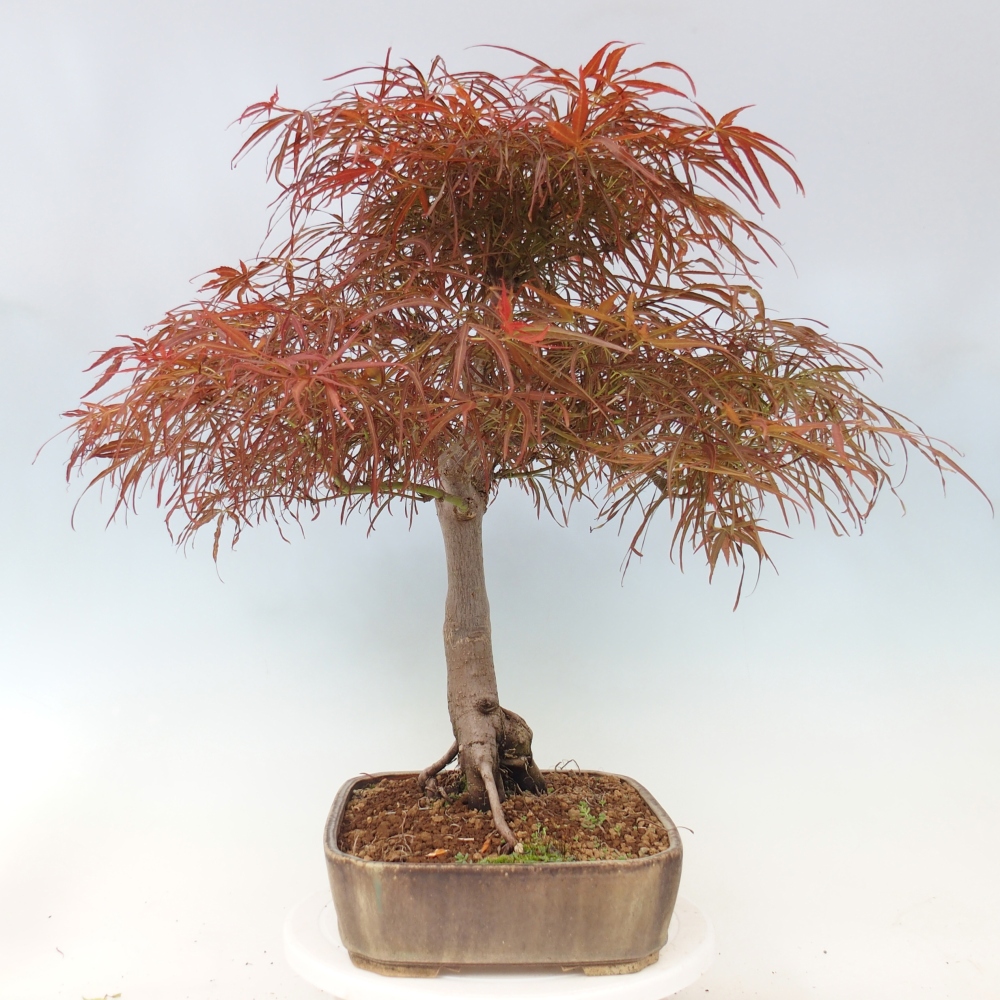 Bonsaï d'extérieur - Acer palmatum RED PYGMY