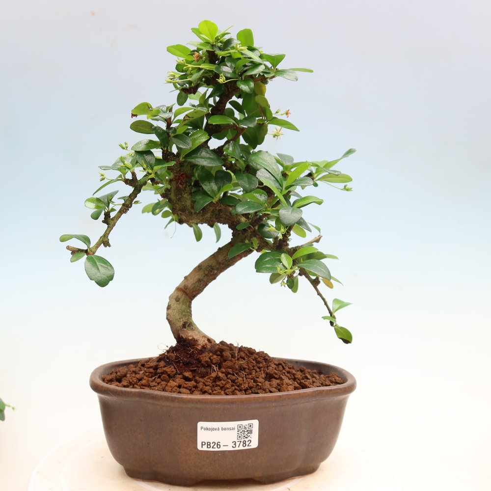 Bonsaï de chambre - Carmona macrophylla - Tea fuki