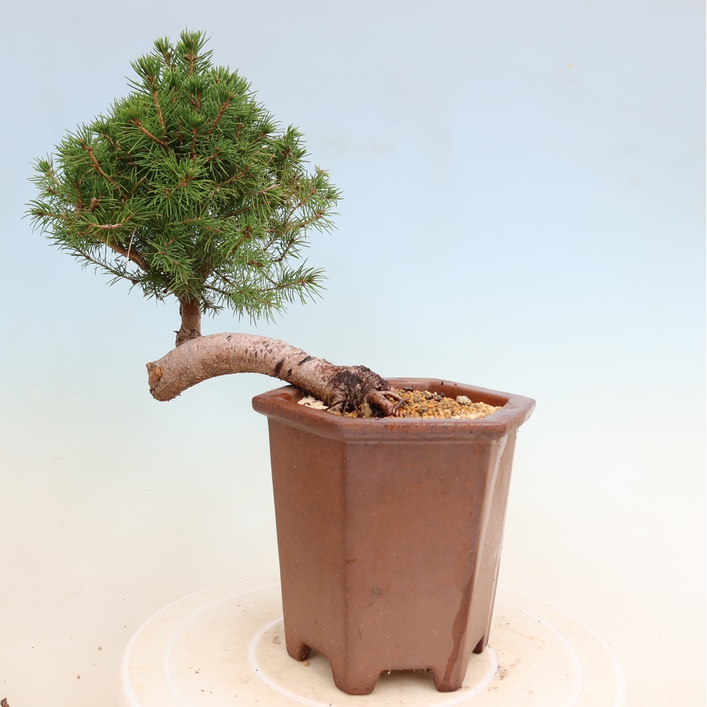 Bonsaï d'extérieur - Épicéa - Picea glauca globe