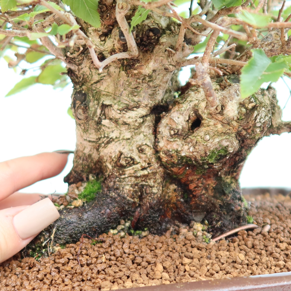 Bonsaï d'extérieur -Carpinus CARPINOIDES - Charme de Corée