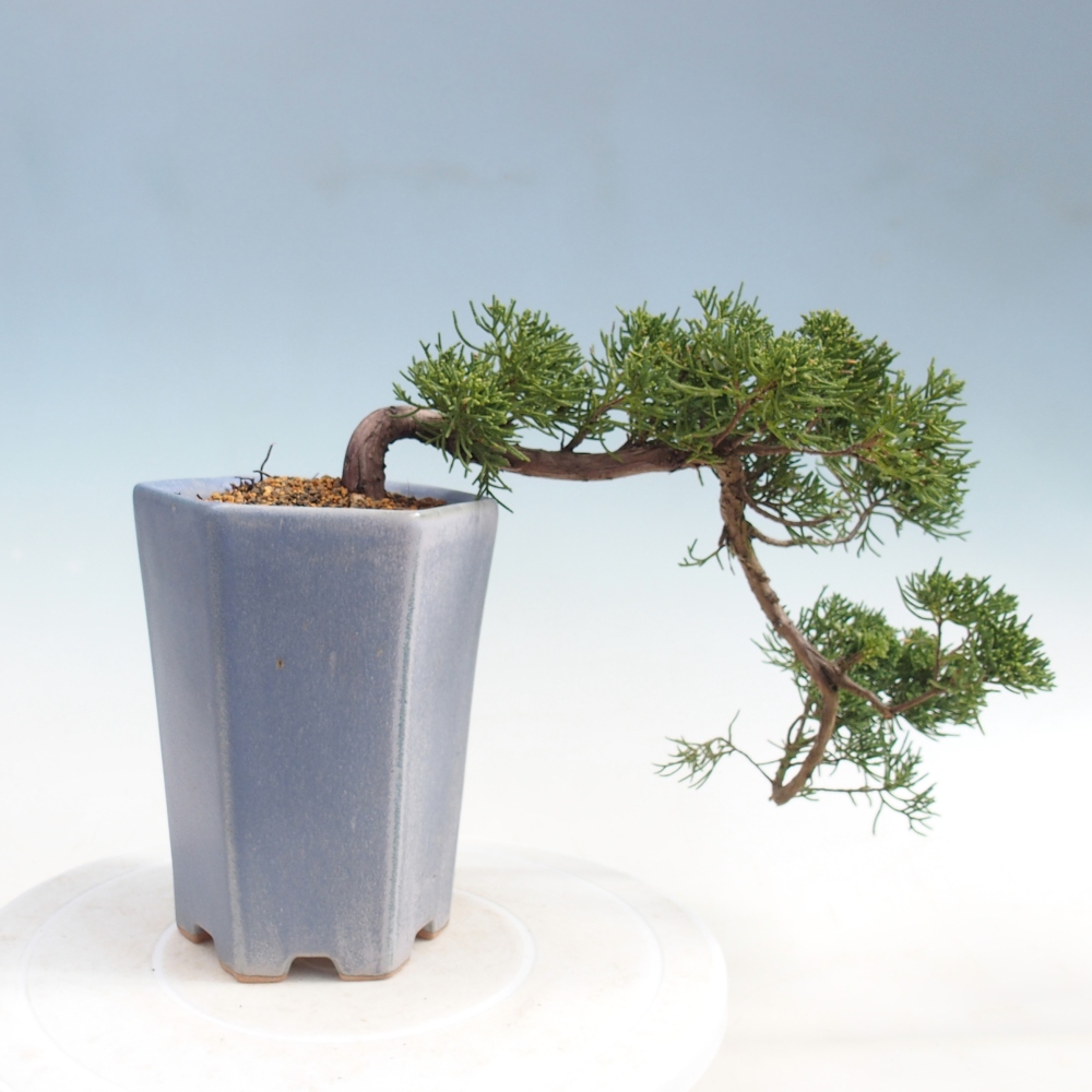 Bonsaï d'extérieur - Juniperus chinensis Kishu