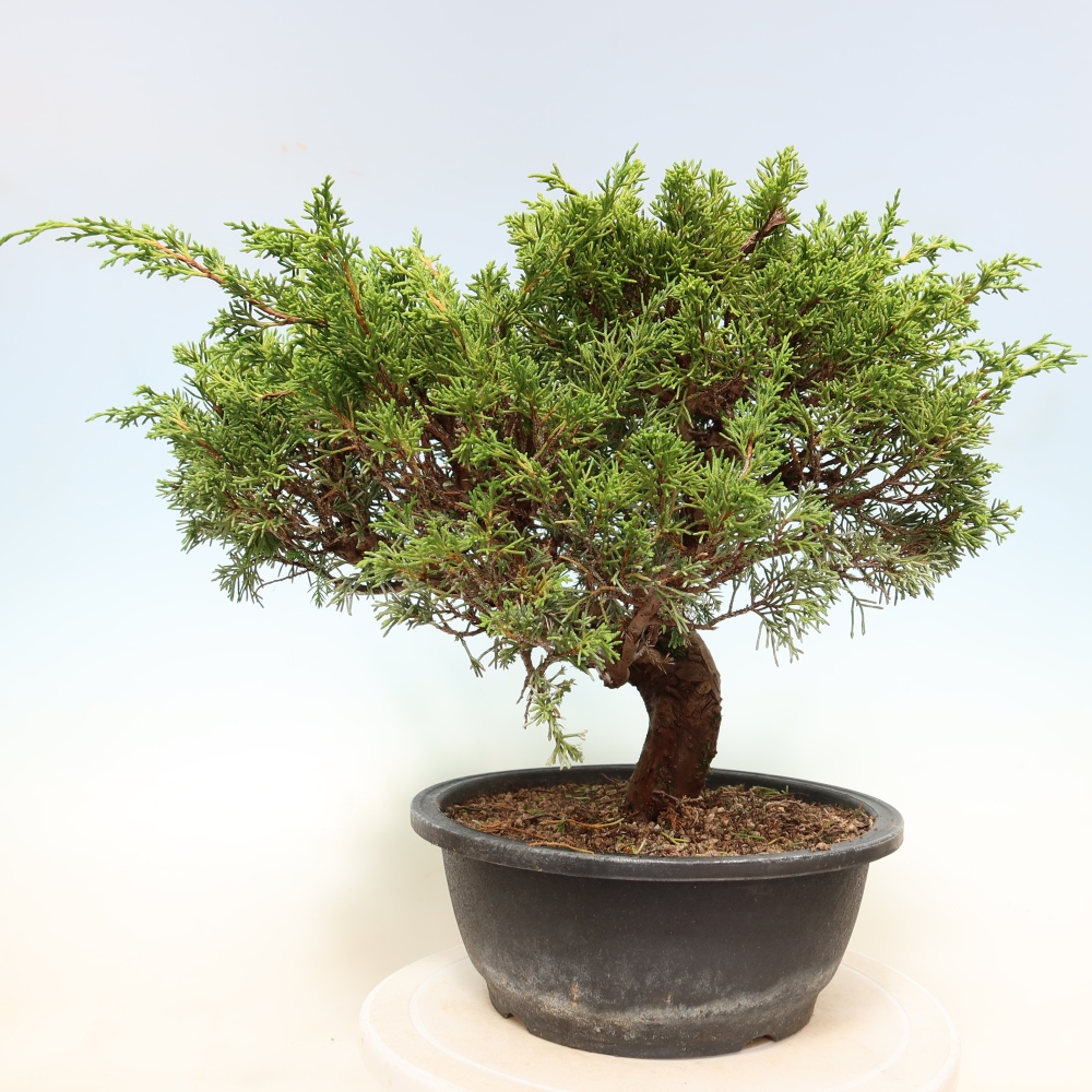 Bonsaï d'extérieur - Juniperus chinensis Itoigawa-Juniperus chinensis