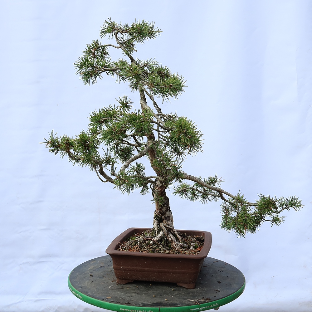 Pinus sylvestris Espagne - pin sylvestre