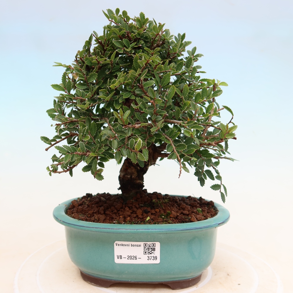 Bonsaï d'extérieur - Zelkova - Zelkova NIRE