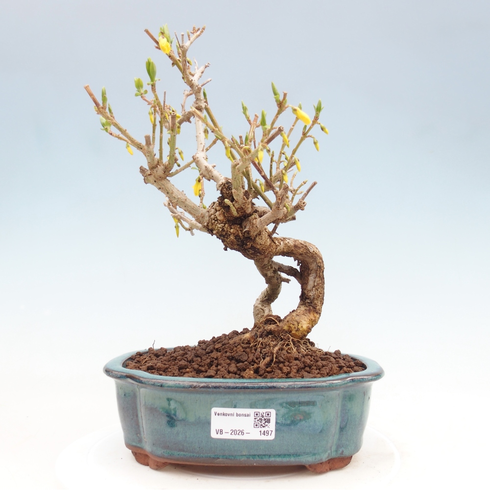 Bonsaï d'extérieur - Zlatice - Forsythia koreana
