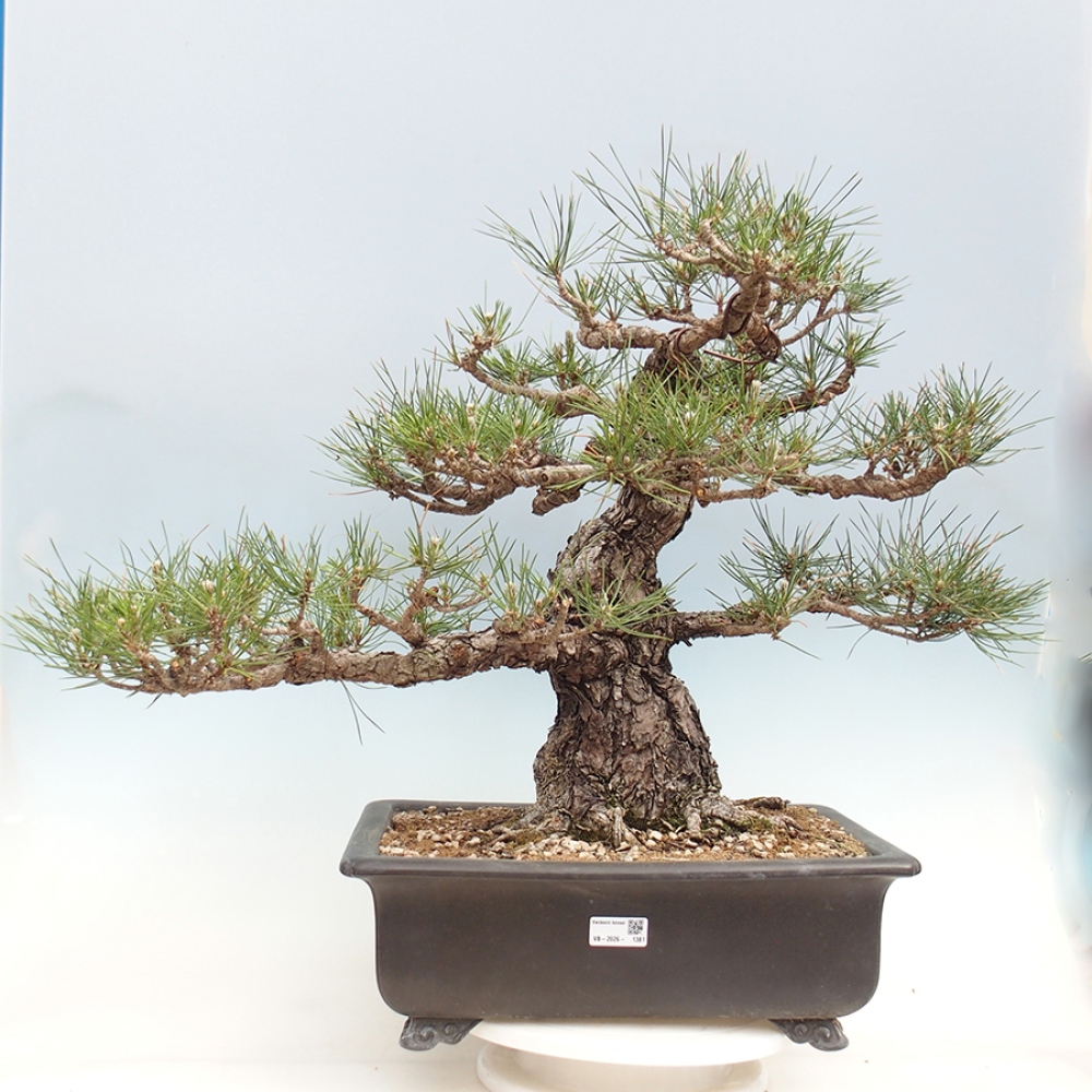 Bonsaï d'extérieur - Pinus thunbergii - Pin de Thunberg
