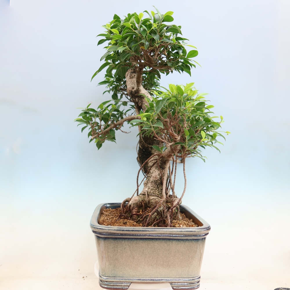 Salle bonsaï - Ficus kimmen - ficus à petites feuilles