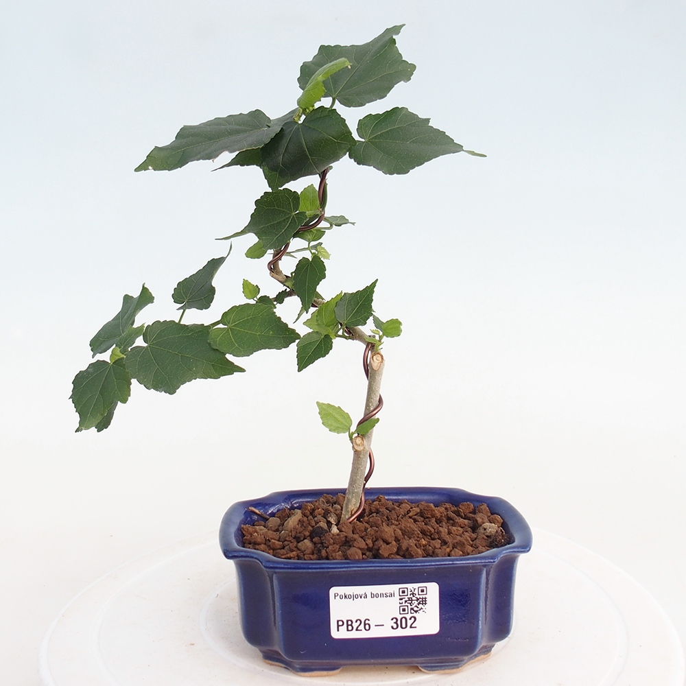 Bonsaï d'intérieur - Malvaviscus arboreus