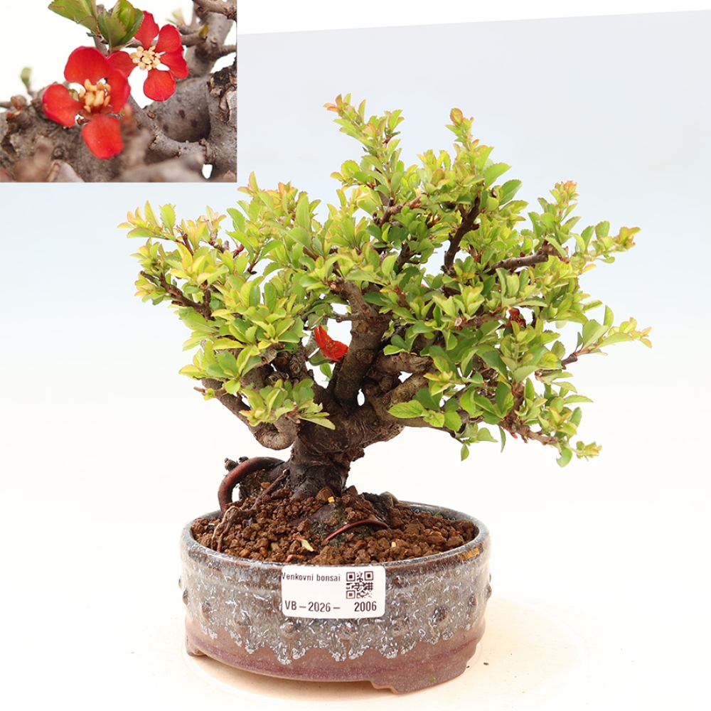 Bonsaï d'extérieur - Chaneomeles speciosa Chojubai