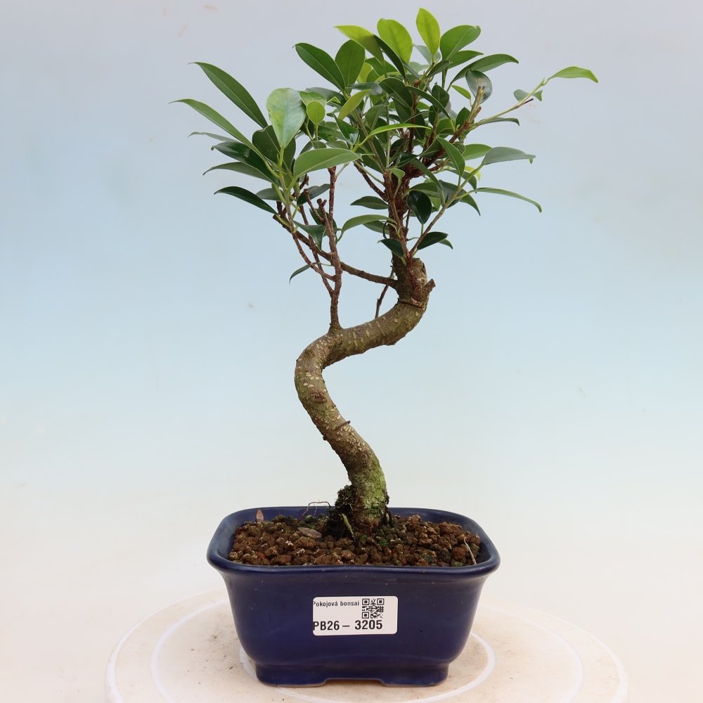 Salle bonsaï - Ficus kimmen - ficus à petites feuilles