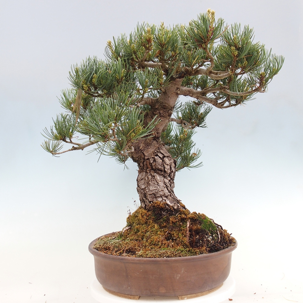 Bonsaï d'extérieur - Pinus parviflora - Pinus parviflora