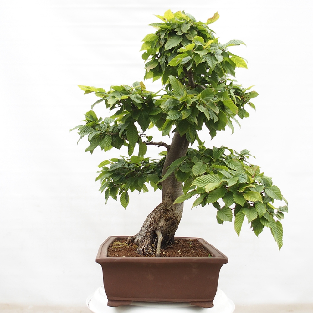 Bonsaï d'extérieur - Charme - Carpinus betulus