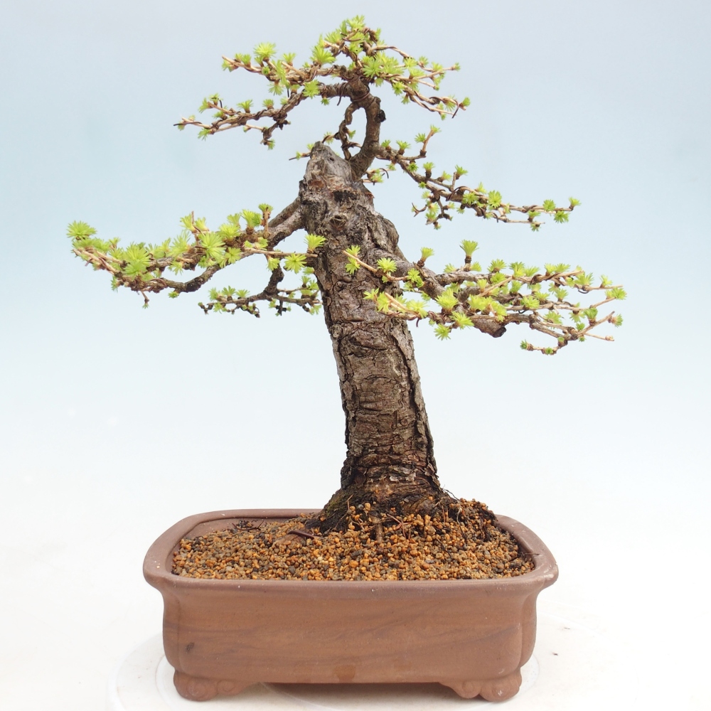 Bonsaï d'extérieur -Larix decidua - Mélèze